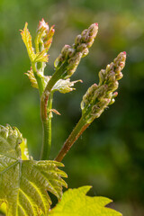 Blooming young wine grapes in vineyard in the spring time.