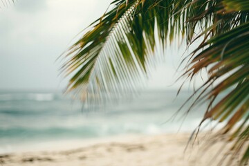 Fototapeta na wymiar Blurry photo of beach with palm tree in the foreground
