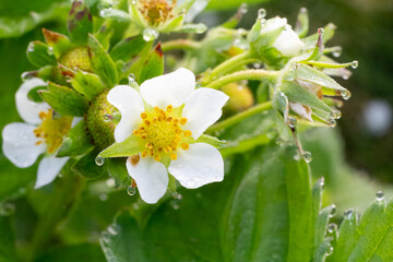 Flowering strawberry bush in the garden in springtime.