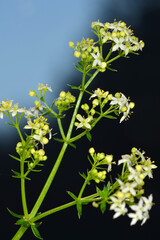 Wiesen-Labkraut, Galium mollugo, Blütenstand