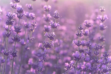 Zelfklevend Fotobehang Lavender flower background. Violet lavender field sanset close up. Lavender flowers in pastel colors at blur background. Nature background with lavender in the field. © svetograph