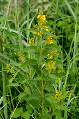 Gewöhnliche Gilbweiderich,  Lysimachia vulgaris
