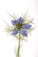 Jungfer im Grünen,  Nigella damascena