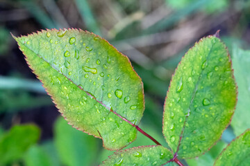 Rose leaves with water drops in the garden.