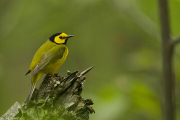 Hooded Warbler, Setophaga citrina, perched in its preferred habitat - temperate deciduous forest - in the eastern United States