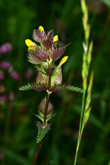 Kleiner Klappertopf,  Rhinanthus minor