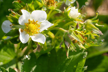 Flowering strawberry bush in the garden in springtime.