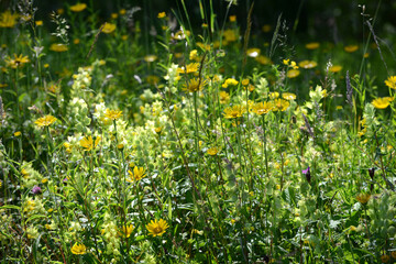 Zottiger Klappertopf,  Rhinanthus alectorolophus, Weidenblättriges Ochsenauge,  Rindsauge, ...