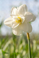 Obraz premium Beautiful flower of white daffodil growing in the garden.