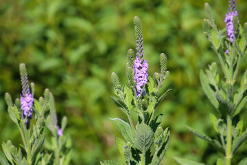 Small lavender flowers blooming on a hoary vervain spike also known as verbena stricta.