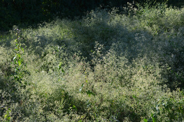 Wiesenlabkraut,  Gemeines Labkraut,  Galium mollugo in Blüte