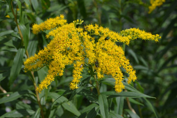 Kanadische Goldrute, Solidago canadensis