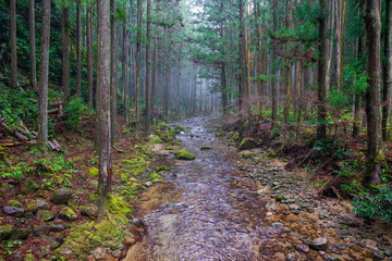 Obraz premium 森林の中の風景