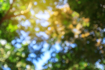 Green bokeh abstract background and texture