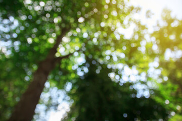 Green bokeh abstract background and texture