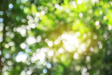 Obraz premium Green bokeh abstract background and texture