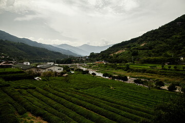 tea in the mountains