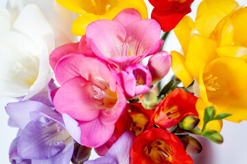 Background of the beautiful flowers of freesia