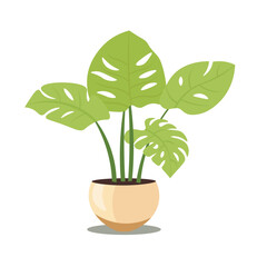 Monstera plant in pot, house plants vector illustration