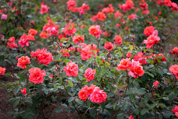 Blooming bushes of red roses in the garden