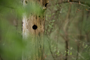 Tree cavity in deciduous forest - holes in dead trees are used for nesting by many bird species, including Woodpeckers, Bluebirds, Wood Ducks, Sapsuckers, and Prothonotary Warblers