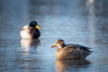 Beautiful ducks are on the ice