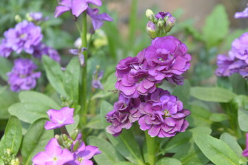 Purple Candytuft Flowers
