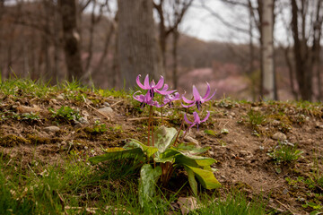 満開のピンクのカタクリの花
