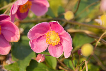 雨上がりのピンクの秋の花　シュウメイギク
