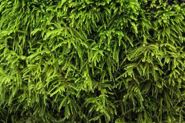 Fresh wet green moss covering tree bark texture background close up natural conditions