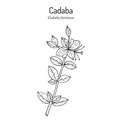 Cadaba (Cadaba farinosa), edible and medicinal plant. Hand drawn vector illustration