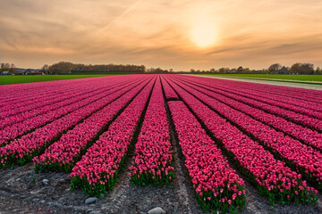 A field of pink tulips in Holland at sunset.