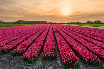 Fototapeten A field of pink tulips in Holland at sunset. © Alex de Haas