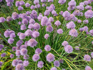 Chives flowers. Allium schoenoprasum plant