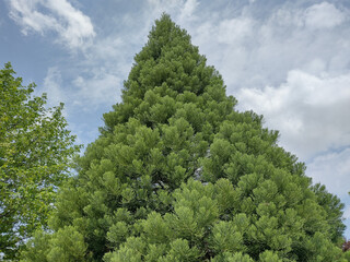 Sequoia tree in Romania. Sequoiadendron giganteum