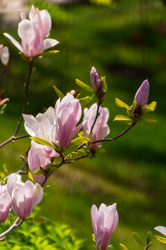 Beautiful pink Magnolia Soulangeana close-up blooms in the garden. Beautiful pink pastel spring background. Copy space. Bright natural spring floral background. Delicate pastel flowers. Tulip Tree