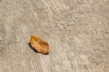 Dry leaves on the cement floor