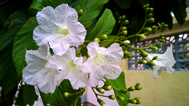 white flower