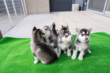 ハスキー、子犬