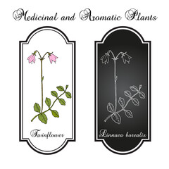 Twinflower (Linnaea borealis), medicinal plant. Hand drawn vector illustration