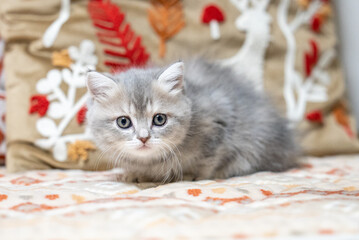 ミヌエット、猫、子猫、可愛い