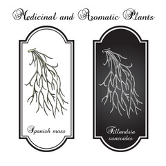 Spanish moss (Tillandsia usneoides), medicinal plant. Hand drawn botanical vector illustration