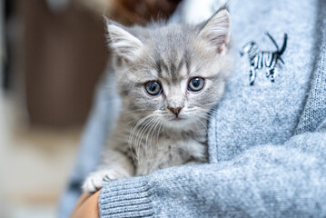 ミヌエット、猫、子猫、可愛い © 祐輔 稲垣