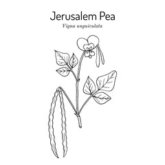 Cowpea, or Jerusalem Pea (Vigna unguiculata)), edible and medicinal plant