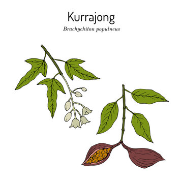 Kurrajong, or Bottletree (Brachychiton populneus), edible plant.