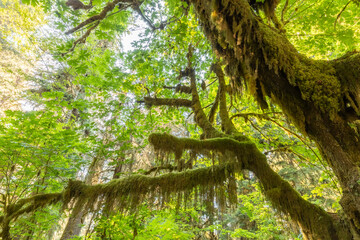 Beautiful Hoh rainforest, located in Olympic National Park on the Olympic Peninsula, in Washington State, USA. Great outdoor exploring place for summer vacation and is nice all year around 