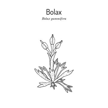 Bolax gummifera, medicinal plant. Hand drawn vector illustration