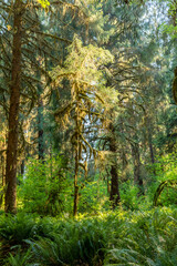 Beautiful Hoh rainforest, located in Olympic National Park on the Olympic Peninsula, in Washington State, USA. Great outdoor exploring place for summer vacation and is nice all year around 
