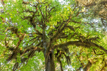 Beautiful Hoh rainforest, located in Olympic National Park on the Olympic Peninsula, in Washington State, USA. Great outdoor exploring place for summer vacation and is nice all year around 