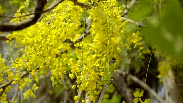 the golden shower flower Indian laburnum plant Kanikonna ,